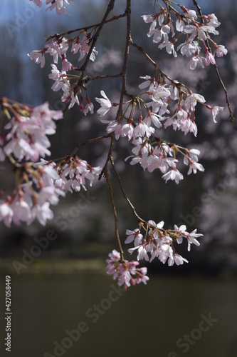 Hanging cherry blossoms