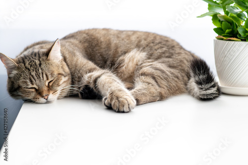 Tabby cat slips on a white table. There is a flower pot next to it.