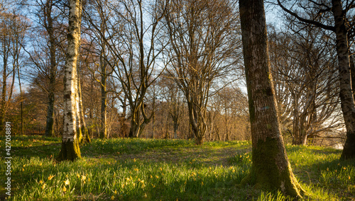 Φωτογραφία Forest Floor with Daffodils and trees