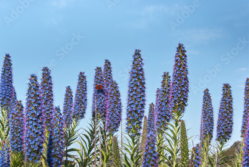echium candicans flower, pride of madeira purple blossom, butterfly perched  photo
