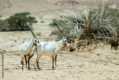 Couple of antelope Arabian white oryx (Oryx dammah) inhabits native environments of Sahara desert, recently introduced into nature reserves of the Middle East