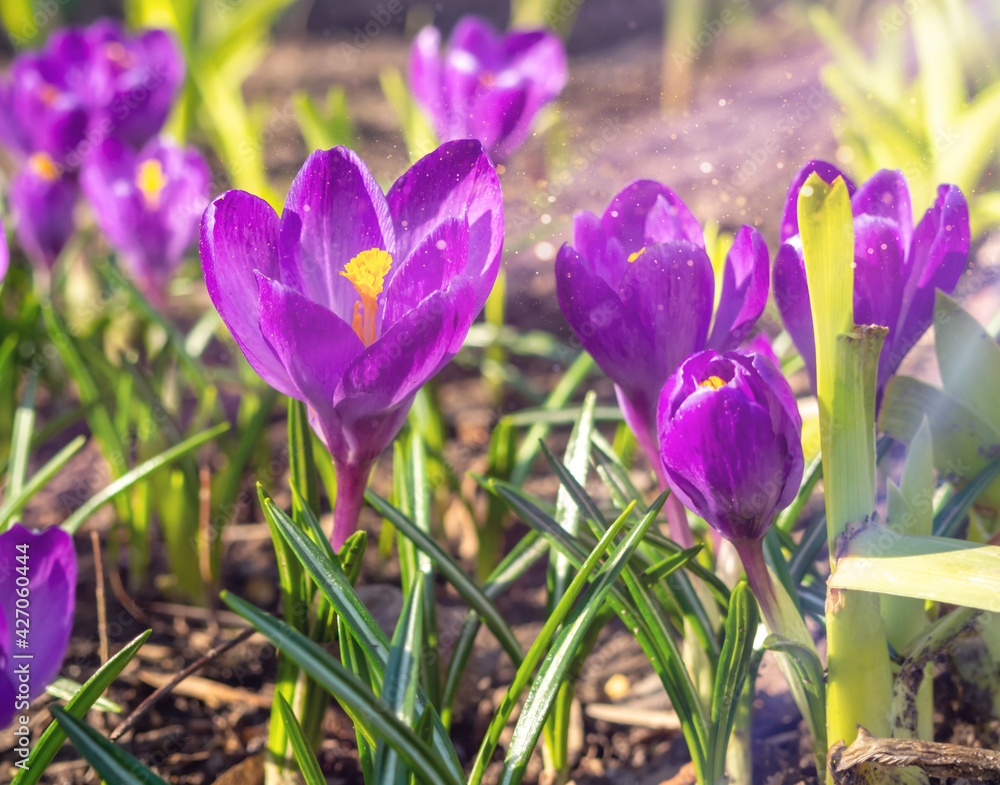Purple crocuses close-up, defocused light, time of year spring, flowers. Purple crocuses close-up, defocused light, time of year spring, flowers.