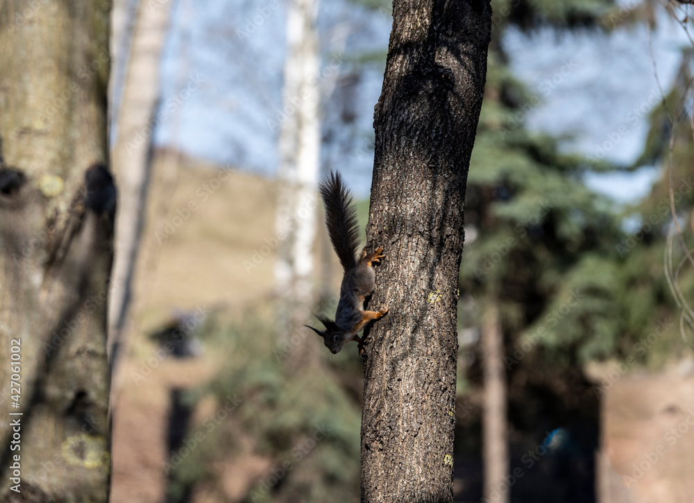 brown squirrel in the spring forest looking for nuts brown squirrel in the spring forest looking for nuts