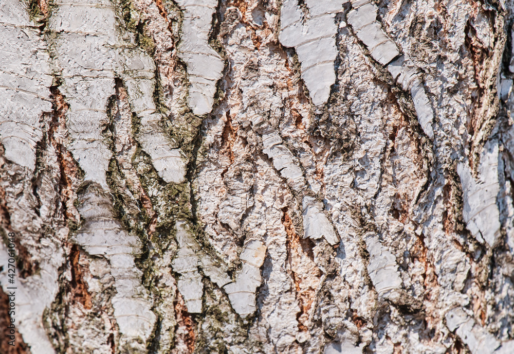 Fototapeta premium Textured abstract tree background with grain of old weathered birch close up