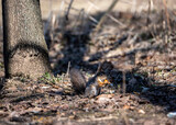 brown squirrel in the spring forest looking for nuts 