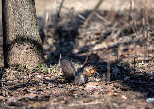 brown squirrel in the spring forest looking for nuts 