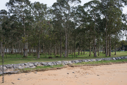 Rodiles recreation area next to the beach. Eucaliptus and pine trees.Asturias, Spain