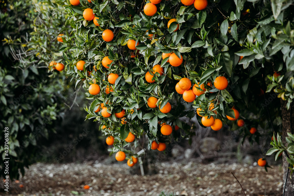Orange garden with oranges in spring time