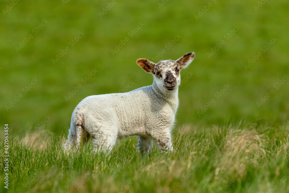 Lamb in Springtime. Happy, smiling lamb stood in lush green meadow and facing forward. Yorkshire, UK. Clean, green background. Horizontal. Space for copy. Lamb in Springtime. Happy, smiling lamb stood in lush green meadow and facing forward. Yorkshire, UK. Clean, green background. Horizontal. Space for copy.