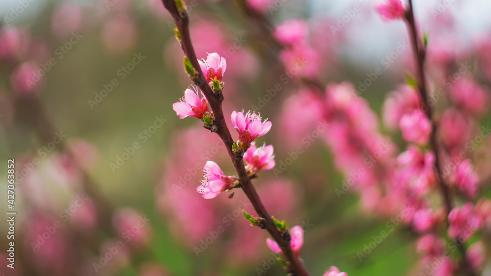Abstract floral backdrop of pink flowers