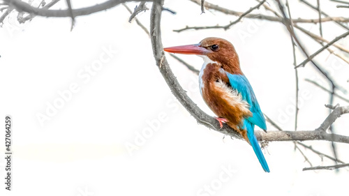 Kingfisher sitting very close to water, waiting for fish to surface to get it in action.
 photo