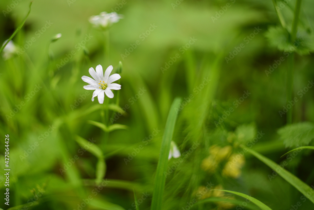white fragile flower on the background of green grass, beautiful soft blur white fragile flower on the background of green grass, beautiful soft blur