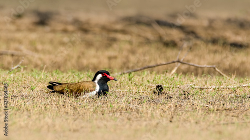 Canvas Print Red-wattled lapwing, sitting open ground, resting in the bright sunlight