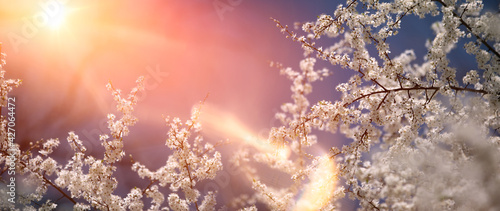 Beautiful cherry tree with delicate flowers in the sun