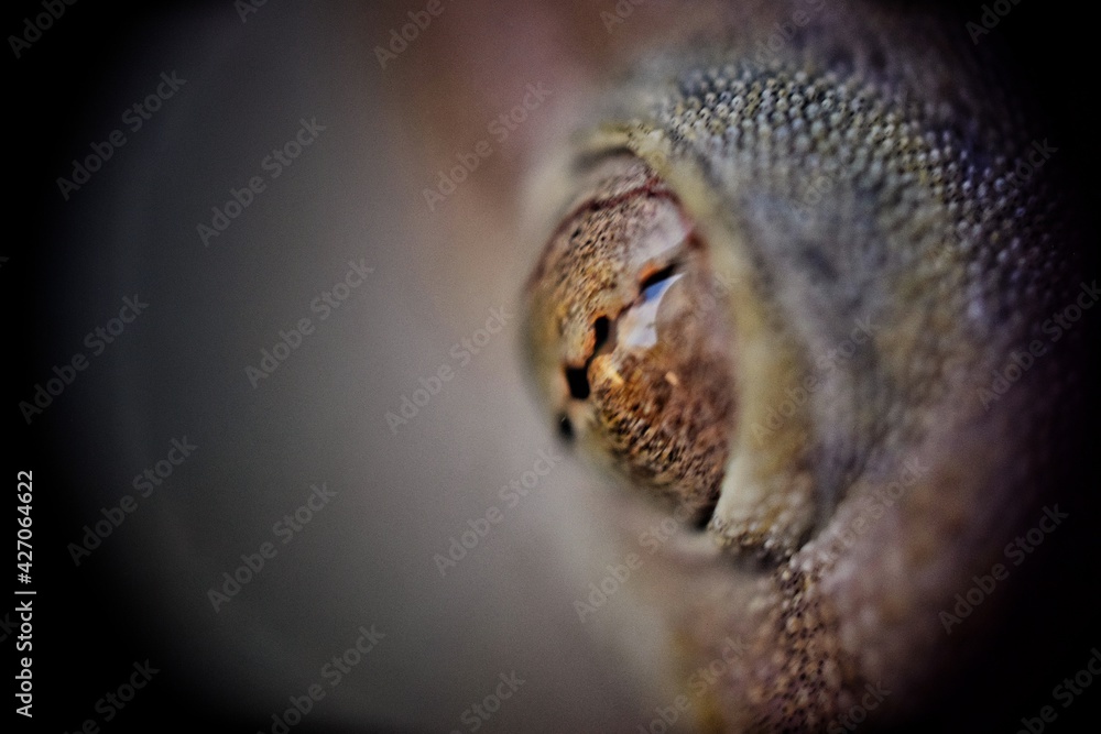 close up of an lizard