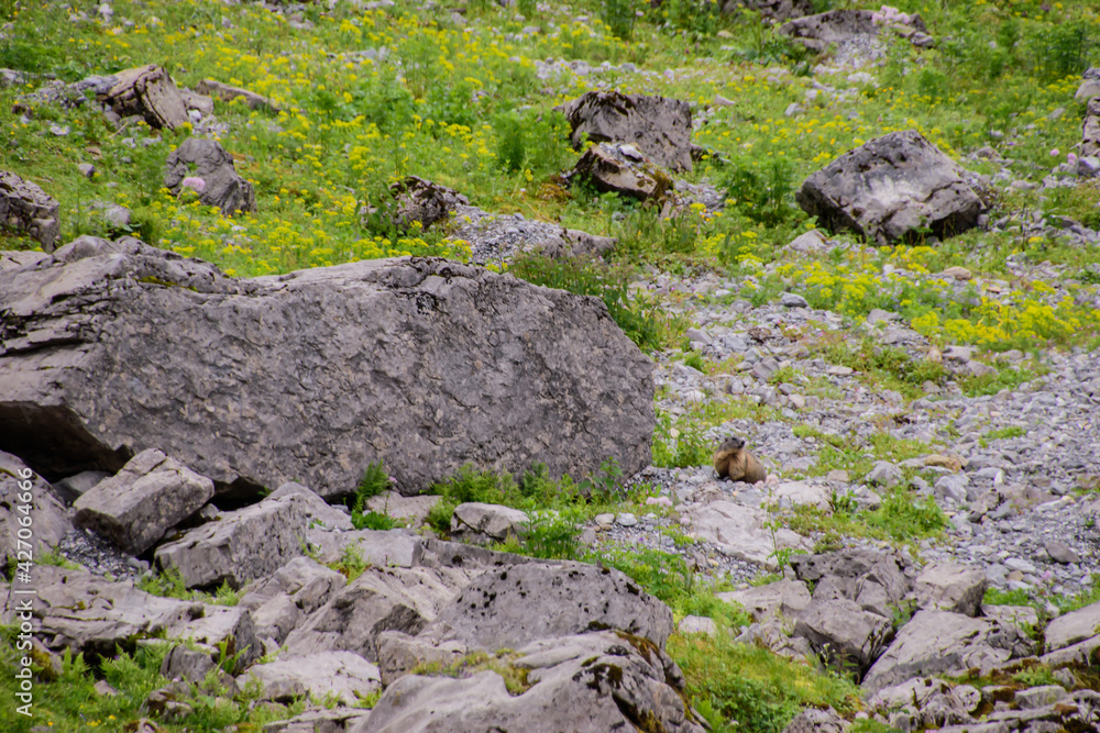 Beautiful alpine landscape with swiss marmot in summer. Beautiful alpine landscape with swiss marmot in summer.