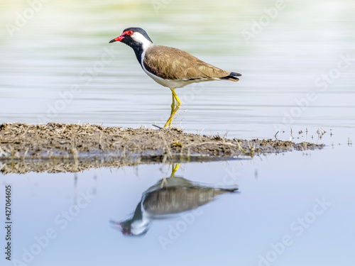 Photography Red-wattled lapwing, standing at the edge of waterbody, alerted by human presence