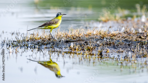 Photography Western Yellow wagtail at water edge of the big pond