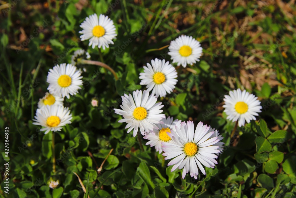 Fototapeta premium A view to the bunch of daisies in the spring meadow at Brno, Czech republic