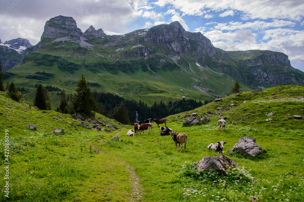 Beautiful alpine landscape with swiss cows in summer.