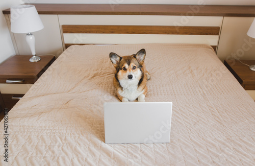 Welsh corgi pembroke dog in a bed in bedroom with a laptop during a home office