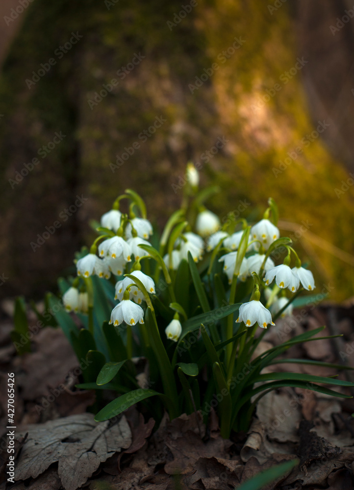 Snowdrops in a forest. The first spring flowers bloom in the forest. Beautiful spring landscape. Many blooming snowdrops (Galаnthus) in a beautiful forest in spring season. Snowdrops in a forest. The first spring flowers bloom in the forest. Beautiful spring landscape. Many blooming snowdrops (Galаnthus) in a beautiful forest in spring season.