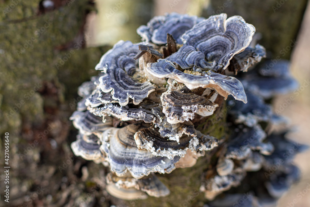 parasitic fungi on the tree parasitic fungi on the tree