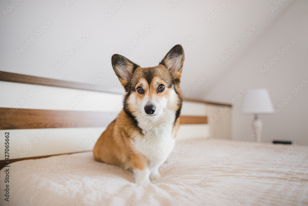 Welsh corgi pembroke dog sitting in a big bed in a bedroom Welsh corgi pembroke dog sitting in a big bed in a bedroom