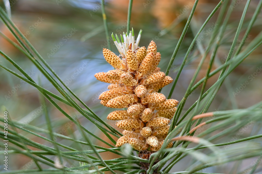 Stone pine flower. In this pine, the male flowers are grouped in small ...