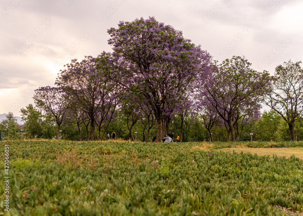 Bonitos arboles en el parque, primavera. Bonitos arboles en el parque, primavera.