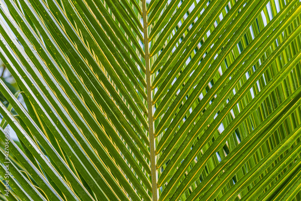 Close up of green palm leaf with filigree contours Close up of green palm leaf with filigree contours