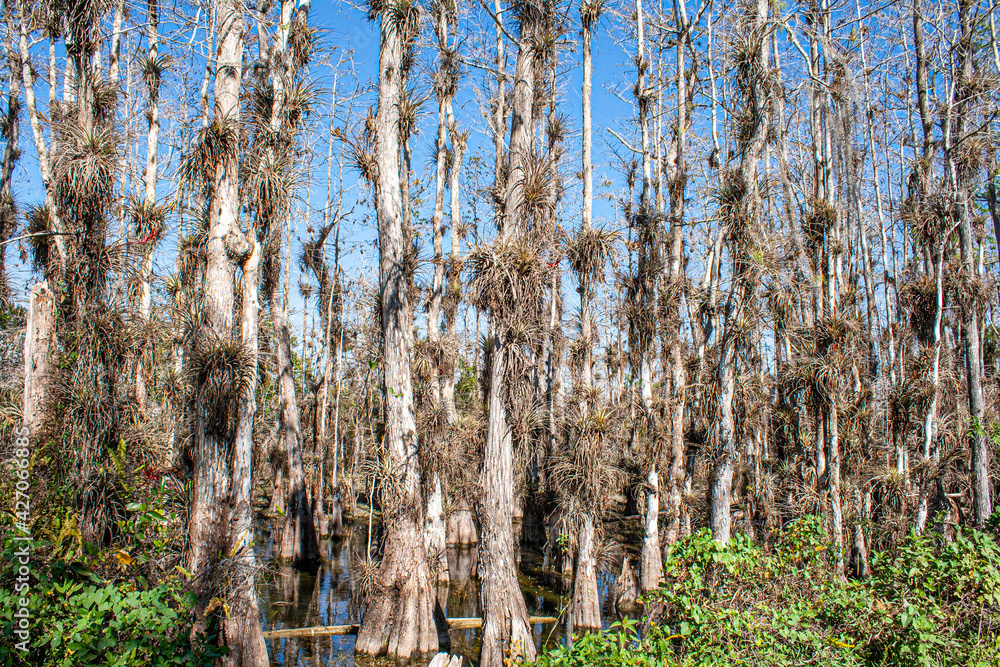 Picture of tree growth in the swamps of Everglades National Park in Florida Picture of tree growth in the swamps of Everglades National Park in Florida