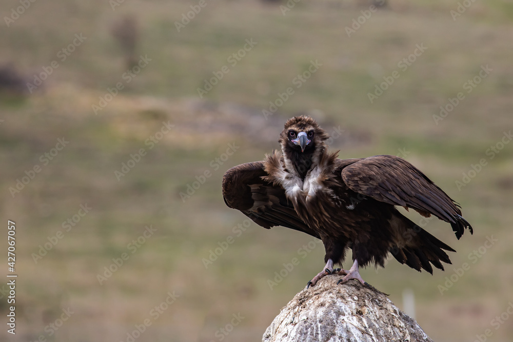 Obraz premium Cinereous Vulture, (Aegypius monachus) flight from rock in natural environment. Wild life.