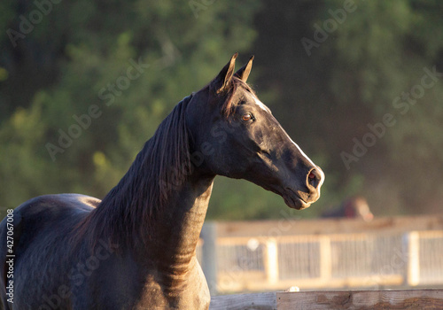 Εκτύπωση καμβά portrait of a horse