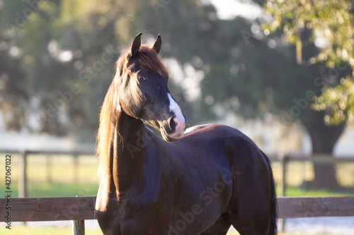 horse in the field