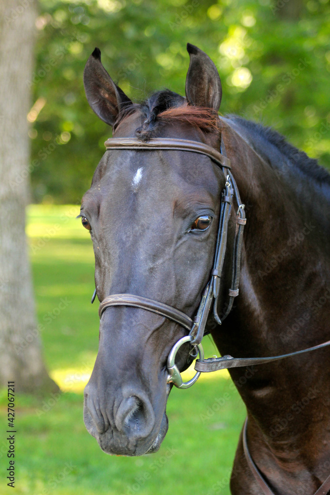Obraz premium portrait of a horse