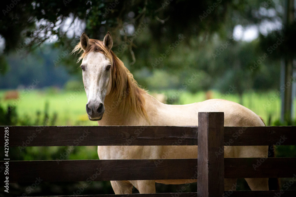 Obraz premium Buckskin Pony