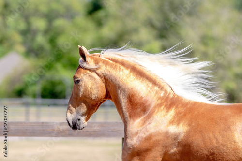 Vászonkép Golden Horse