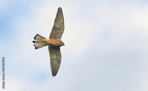 Lesser kestrel- Falco naumanni, Crete © ASakoulis