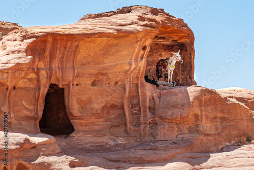White horse and man resting at Petra  Jordan
