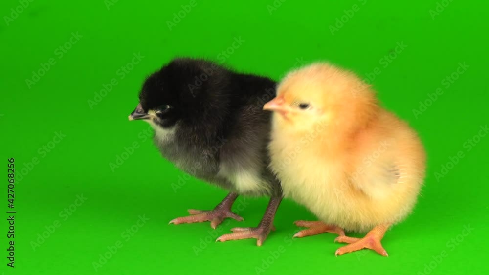 little chickens on a green background screen little chickens on a green background screen