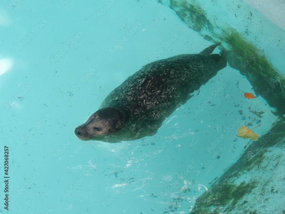Fototapeta premium Seal relaxing in the water