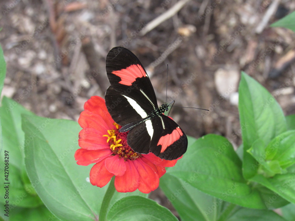 Fototapeta premium Flores e borboletas.