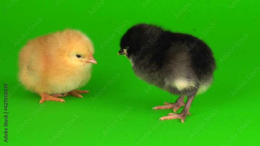 little chickens on a green background screen little chickens on a green background screen