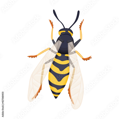 Wasp vector cartoon icon. Vector illustration insect wasp on white background. Isolated cartoon illustration icon of insect hornet.