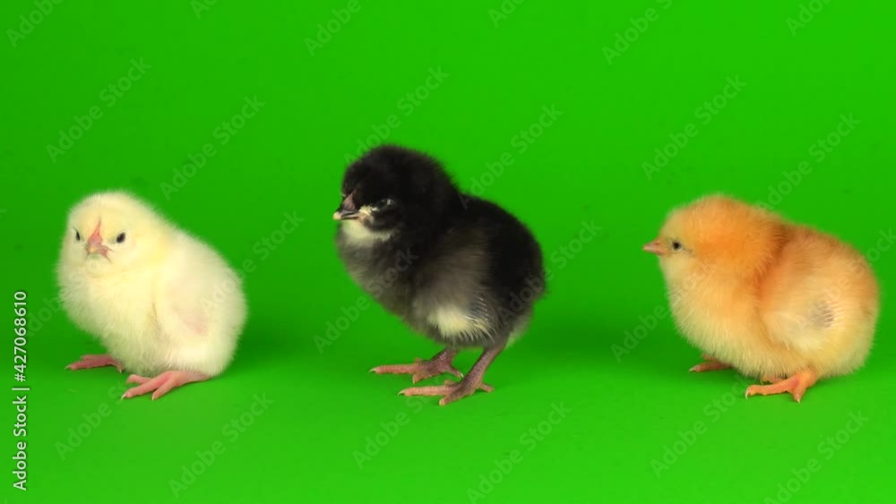 little chickens on a green background screen little chickens on a green background screen