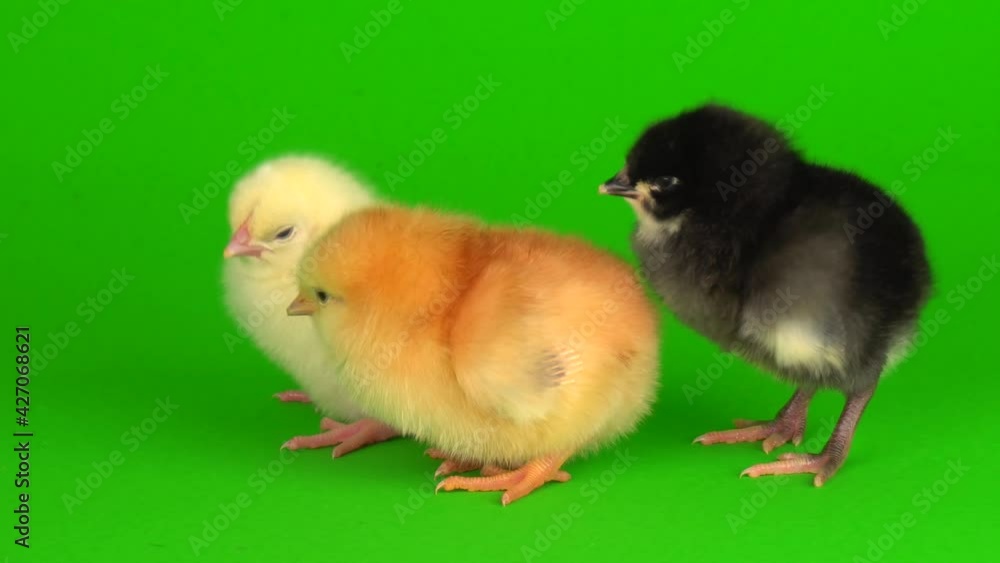 little chickens on a green background screen little chickens on a green background screen