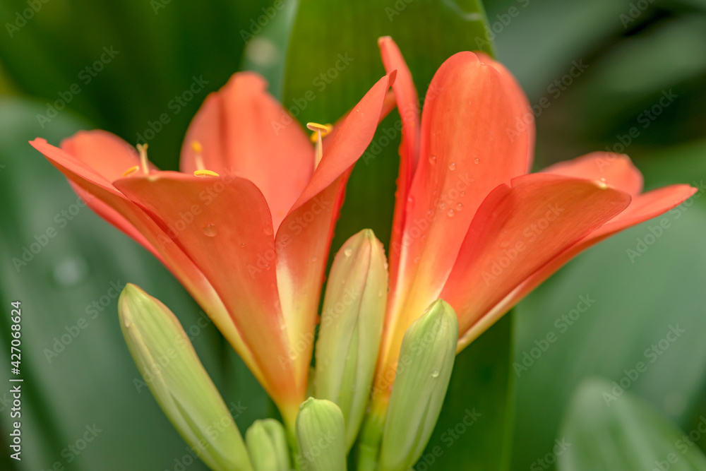 Red-orange blooming clivia miniata flower in botanical garden Red-orange blooming clivia miniata flower in botanical garden