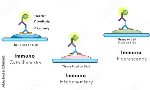 illustration of immuno staining: immuno histochemistry, immuno cytochemistry, immunofluorescence. photo