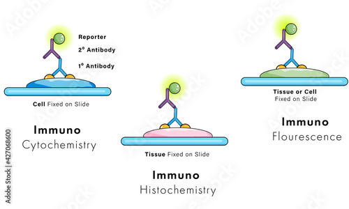 illustration of immuno staining: immuno histochemistry, immuno cytochemistry, immunofluorescence.